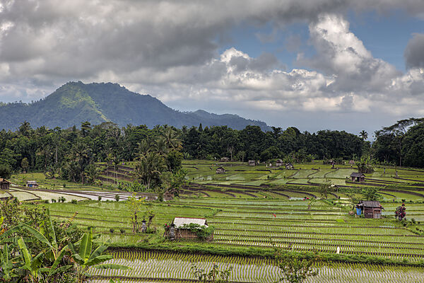 Reisfelder auf Bali