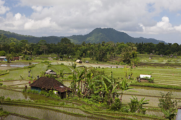 Reisfelder auf Bali