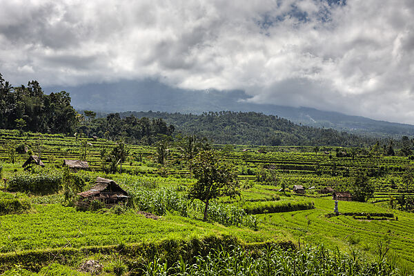 Kleefelder auf Bali