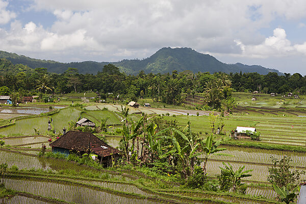 Ricefields at Bali