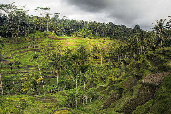 Ricefields of Tegalalang