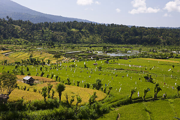 Ricefields at Bali