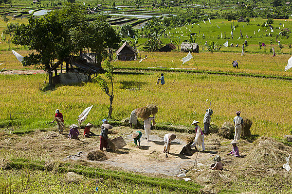 Rice Crop at Bali