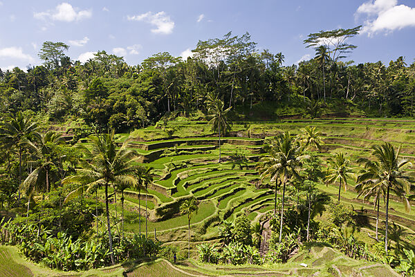 Ricefields of Tegalalang