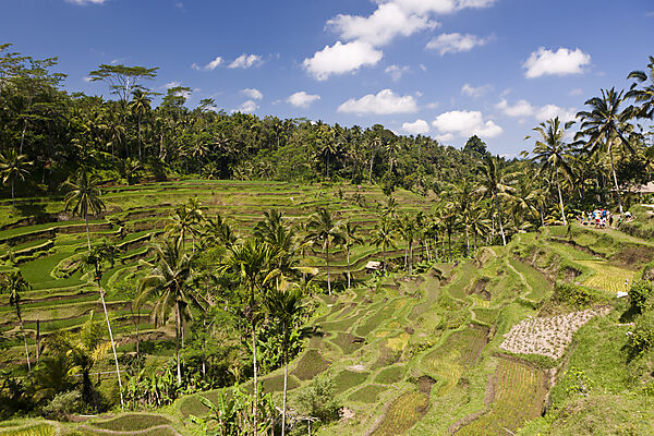 Ricefields of Tegalalang
