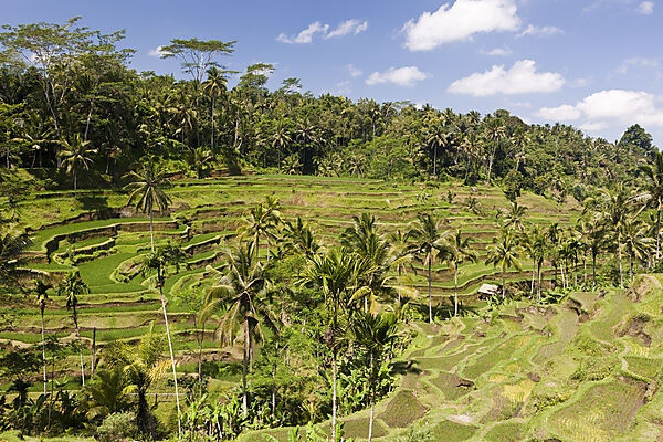 Ricefields of Tegalalang