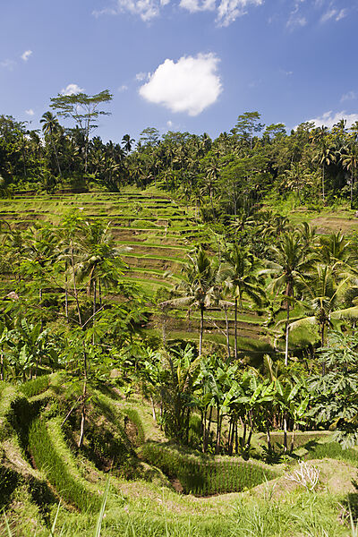 Ricefields of Tegalalang