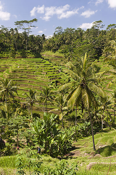 Ricefields of Tegalalang