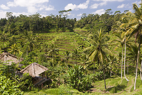 Ricefields of Tegalalang