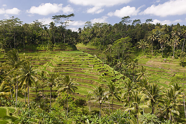 Ricefields of Tegalalang