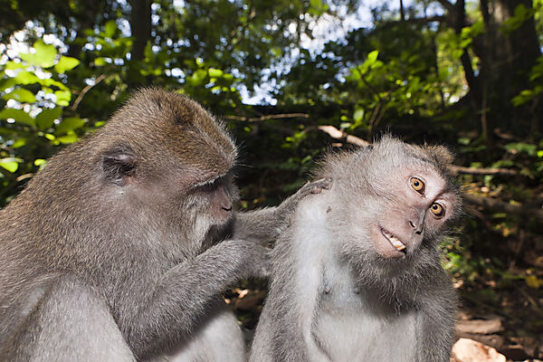 Delousing Longtailed Macaques