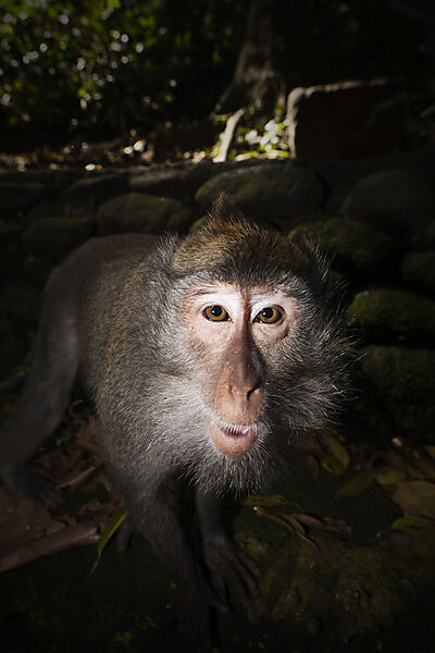 Longtailed Macaque