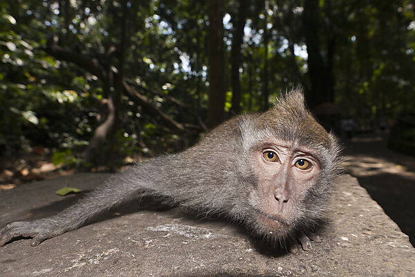 Longtailed Macaque