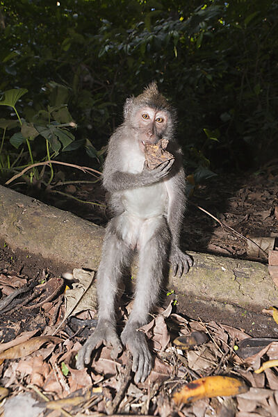 Longtailed Macaque