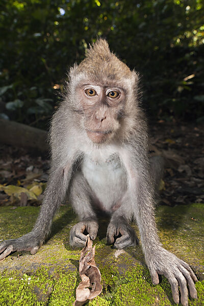 Longtailed Macaque