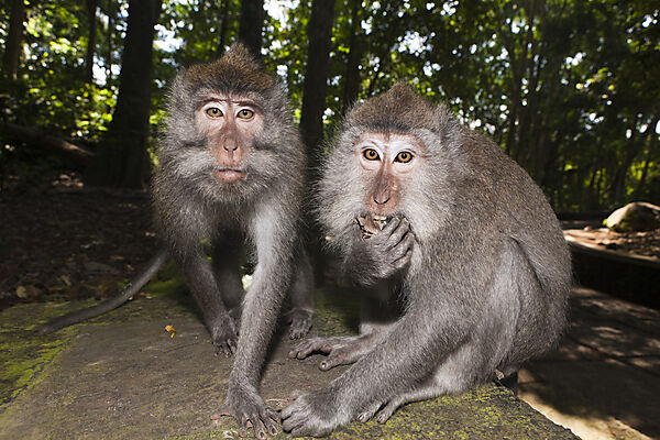 Longtailed Macaques