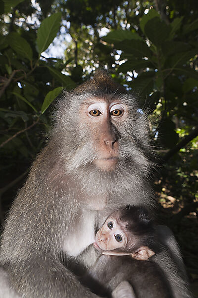 Longtailed Macaque with Baby