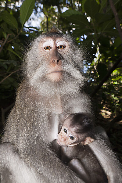 Longtailed Macaque with Baby