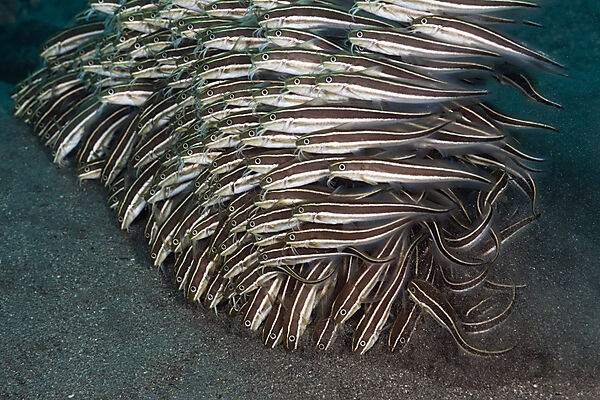 Striped Eel Catfish