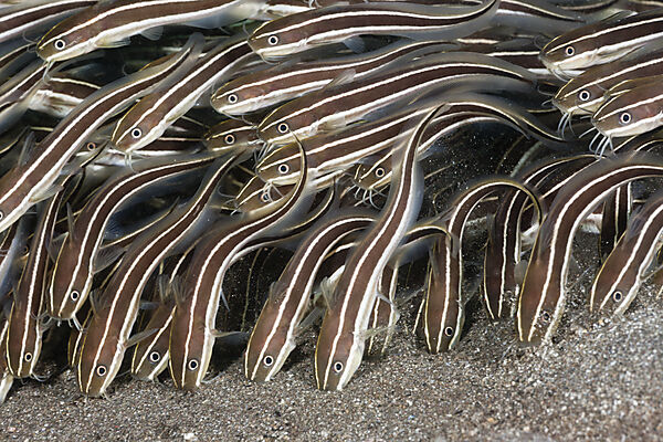 Striped Eel Catfish