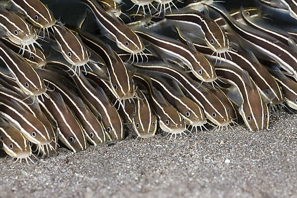 Striped Eel Catfish