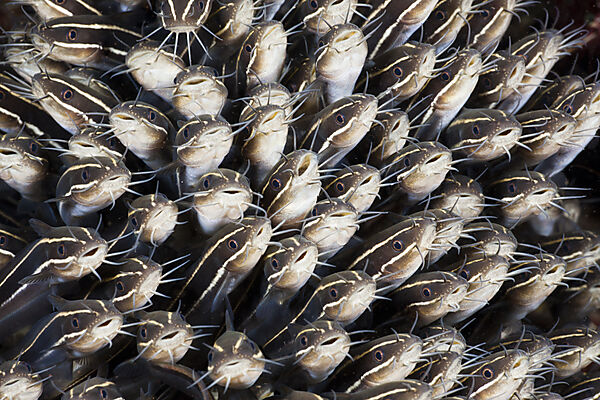 Striped Eel Catfish