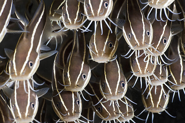 Striped Eel Catfish