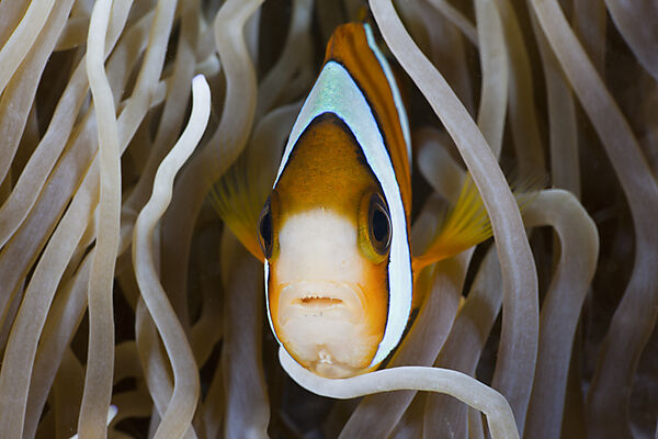 Clarks-Anemonenfisch