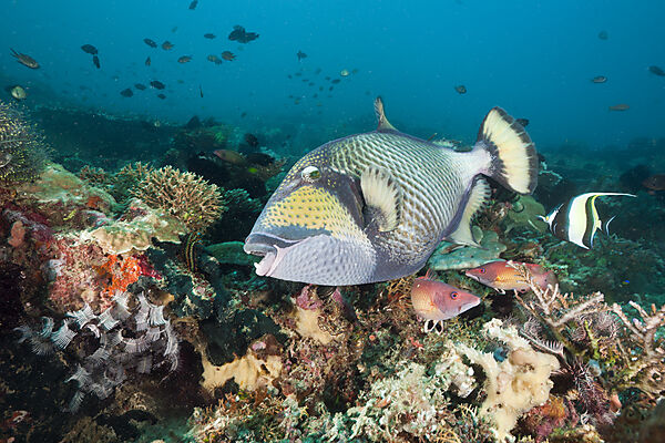 Gruener Riesendrueckerfisch