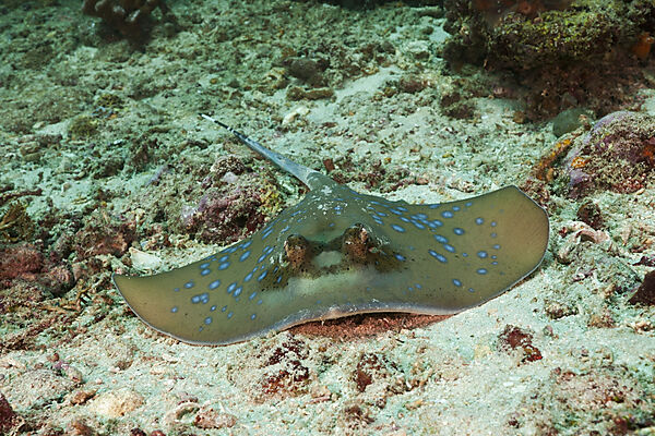 Bluespotted Ribbontail Ray