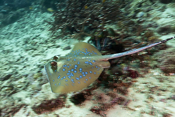 Bluespotted Ribbontail Ray