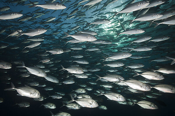 Schooling Bigeye Trevally