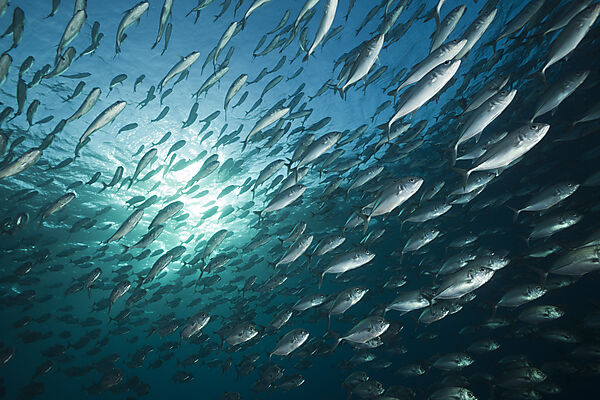 Schooling Bigeye Trevally