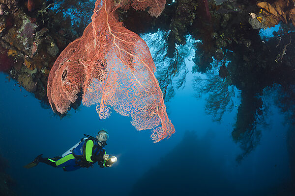 Scuba Diver at Liberty Wreck