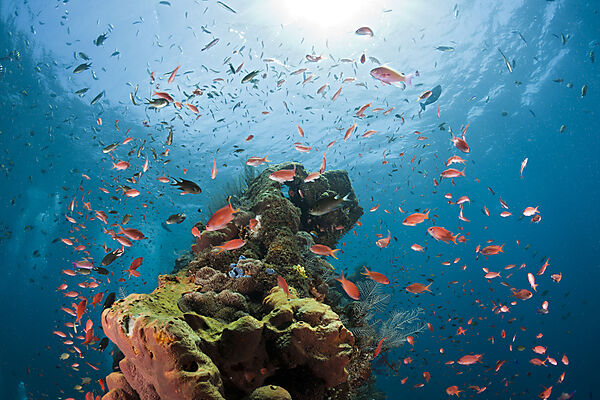 Lyretail Anthias at Liberty Wreck