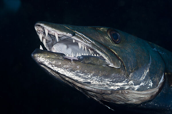Great Barracuda