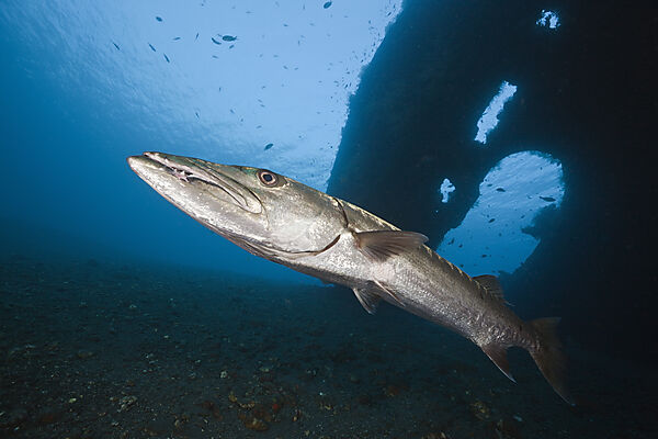 Great Barracuda at Liberty Wreck