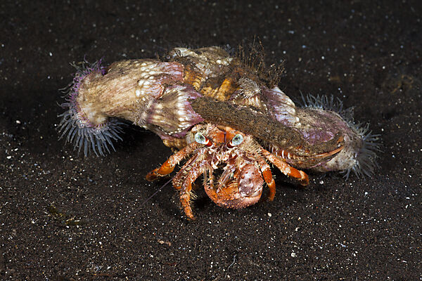 Hermit Crab in symbiotic with Parasite Anemones