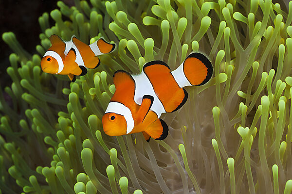 Clown-Anemonenfische