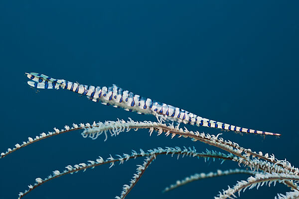 Coral Shrimp