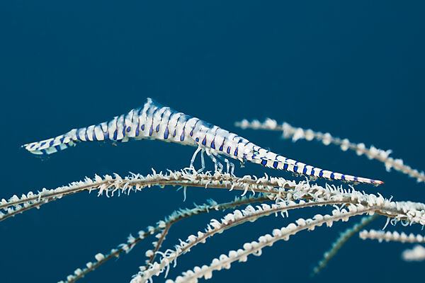 Coral Shrimp camouflaged