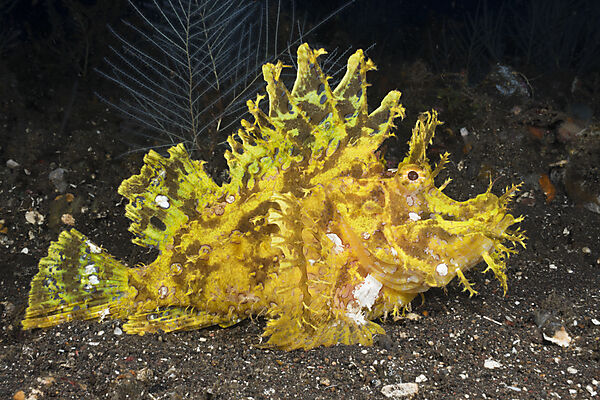 Yellow Weedy Scorpionfish