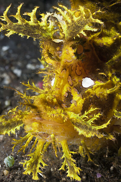 Yellow Weedy Scorpionfish