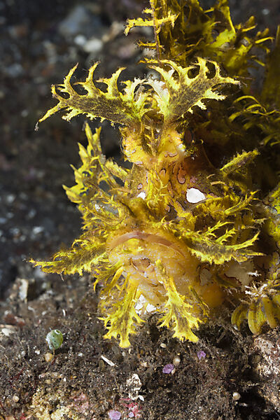 Yellow Weedy Scorpionfish