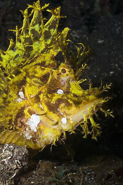 Yellow Weedy Scorpionfish