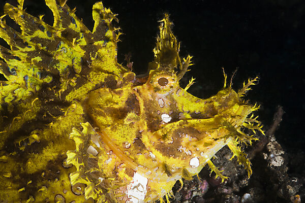 Yellow Weedy Scorpionfish