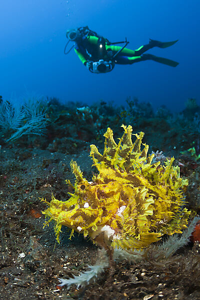 Yellow Weedy Scorpionfish