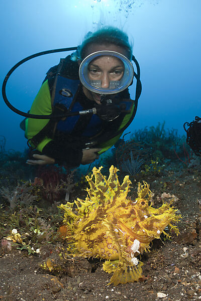 Yellow Weedy Scorpionfish