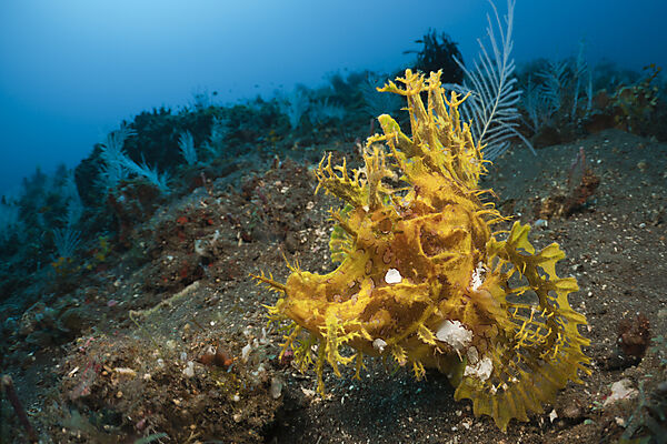 Yellow Weedy Scorpionfish