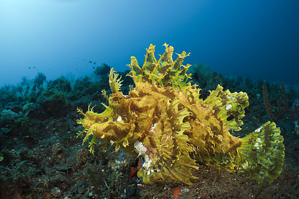 Yellow Weedy Scorpionfish